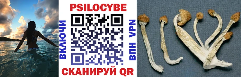 Купить закладки Каргополь Псилоцибиновые грибы мицелий